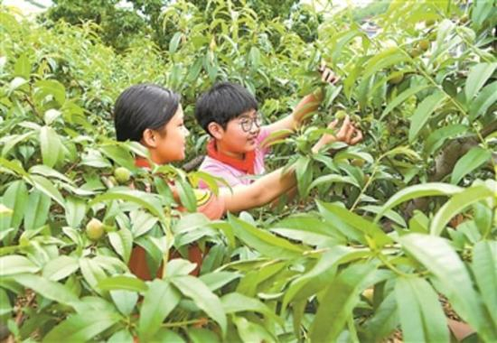 河北乐亭县小学生在劳动实践基地果园内观察桃子的长势