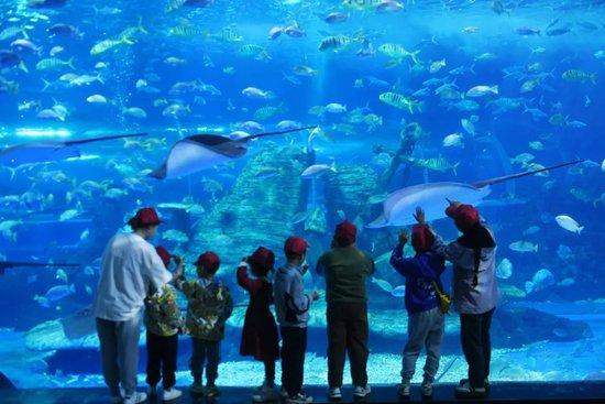 某省几名自闭症儿童在老师的陪伴下游玩海洋公园图/中新图片 中新社发 王彪 摄