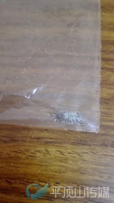 奶粉中惊现虫子