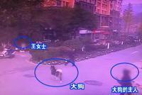 孕妇遭大狗围困 手牵小狗被咬断肋骨脾脏破裂(图)