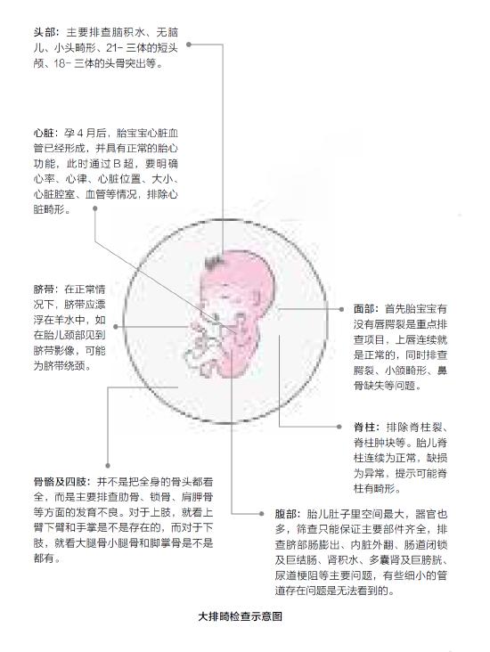 【育儿科普】B超大排畸最佳检查时间是什么时候？