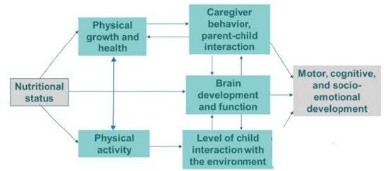 图2 营养与动作、认知与社会情感的关系