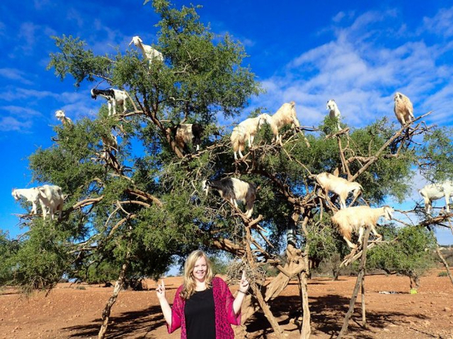 绝对罕见的"羊上树"奇观