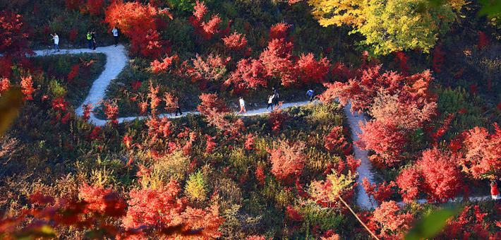浪漫唯美的枫叶小路