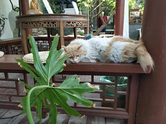 四合院的猫是见过大世面的