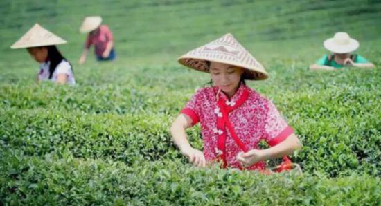 正在采摘茶叶的女性劳动者