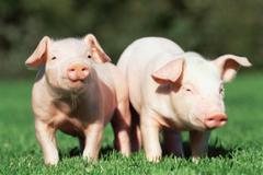 发改委：生猪价格出现过快上涨，各方普遍认为存在过度压栏和二次育肥等非理性行为