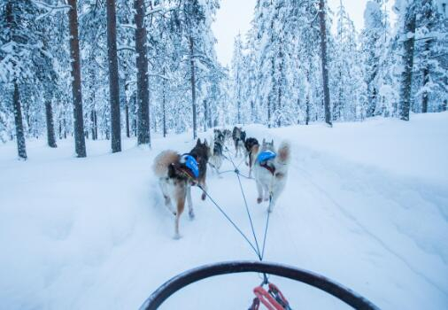 在芬兰，狗拉雪橇等娱乐设施都已经成功接入支付宝。（视觉中国）