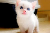 我国城镇宠物猫狗超9915万只 市场规模或超2400亿