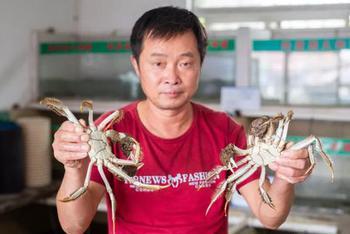 阳澄湖大闸蟹打假调查