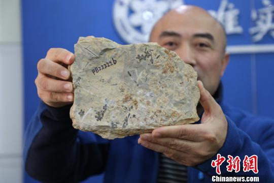 图为“南京花”标本化石。　南古所 供图