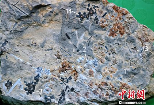 图为“南京花”的标本。　南古所 供图