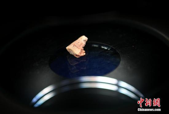 图为长春龙下颌骨（局部）及牙齿。中新社记者 张瑶 摄