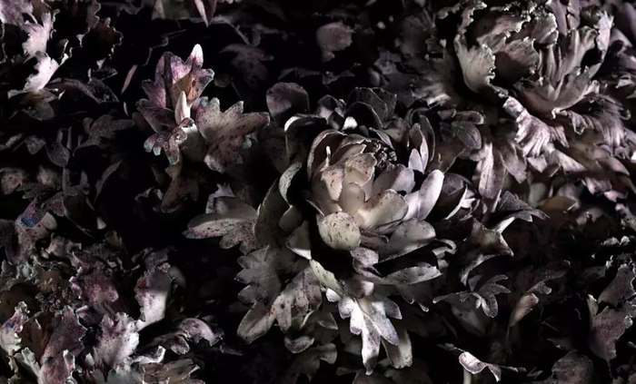《花瞬一》爆破现场，2019，墨尔本　　摄影：Tobias Titz