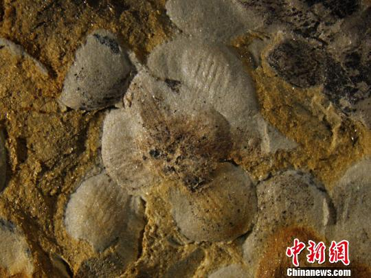 近看“南京花”标本，“花瓣”清晰可见。　南古所 供图