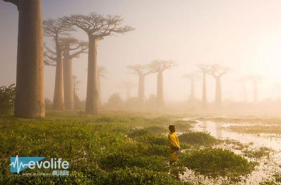 摄影师：Marsel Van Oosten 作品名：Mother of the Forest