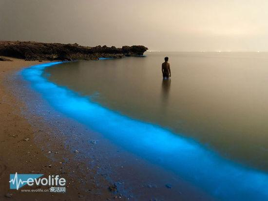 摄影师：Pooyan Shadpoor 作品名：Bioluminous Larak