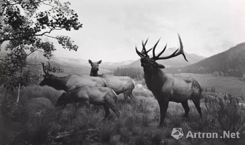 Wapiti， 1980。 杉本博司《西洋镜》系列