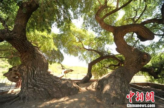 图为平泉500年小叶杨“九龙蟠杨”。资料图　尹秀敏　摄