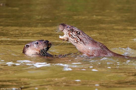 两只水獭在水中嬉戏，由保罗·迪本在萨福克郡斯陶尔河拍摄 