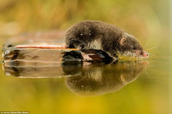 这幅作品是本次比赛英国哺乳动物类别第二名，一只水鼩看着自己的倒影走进了水中，由珍妮·希伯特拍摄 