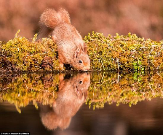 一只松鼠凝视着自己在湖水中的倒影，由理查德·沃特森拍摄，是入选的300张作品之一 