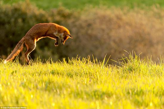 一只狐狸腾空一跃额，由丹·拉什顿拍摄 