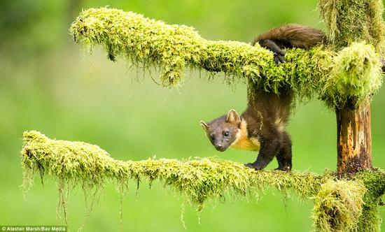 这张作品赢得了年度哺乳动物摄影师比赛的冠军，由阿拉斯泰尔·马什在苏格兰高地拍摄，相片中是一只挂在树上的松貂