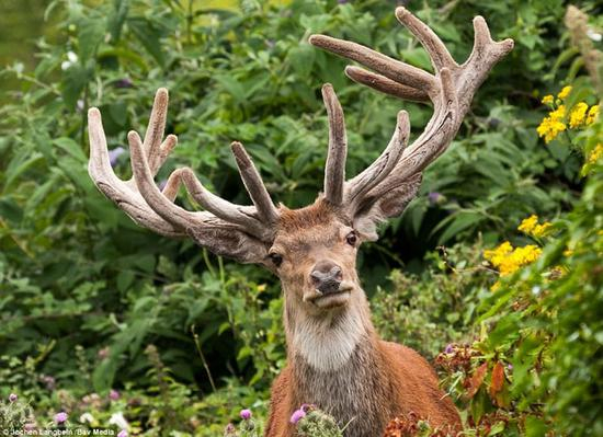 一只红牡鹿望向镜头，由约亨·兰贝因在英国西南部的埃克斯穆尔国家公园拍摄 