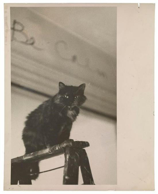 　　Jay DeFeo的猫Pooh在她的工作室里。约 1960 到 1965。 图片： Jay DeFeo 致谢： the Archives ofAmerican Art， Smithsonian Institution