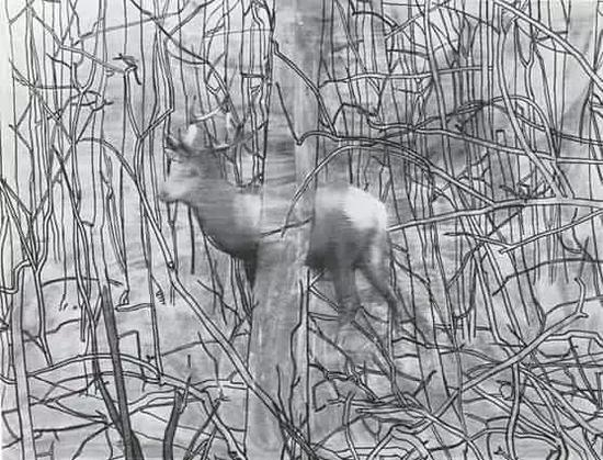 雄鹿（赫希）1963