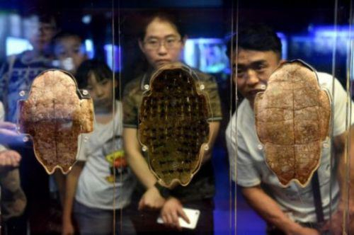 资料图：2015年7月13日，观众参观殷墟博物馆内的文物展品。位于河南省北部的安阳殷墟，是中国第一个有文献记载并为甲骨文和考古发掘所证实的商代都城遗址。2006年，殷墟因具有全球突出普遍价值和良好的管理与展示，被列入《世界遗产名录》。 新华社记者 李博 摄