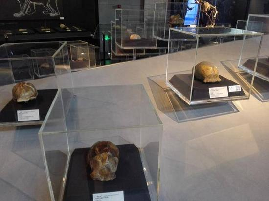 北京猿人头盖骨的模型