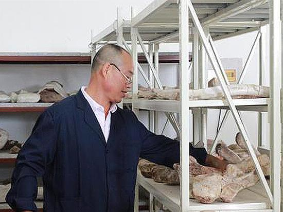 工作人员对恐龙化石进行修复。