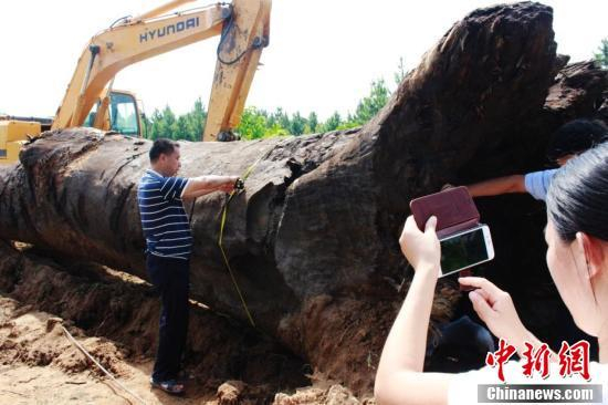 巨大的阴沉木。