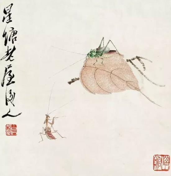 贝叶草虫