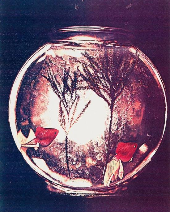 莱斯利。希夫1981年作品：鱼缸