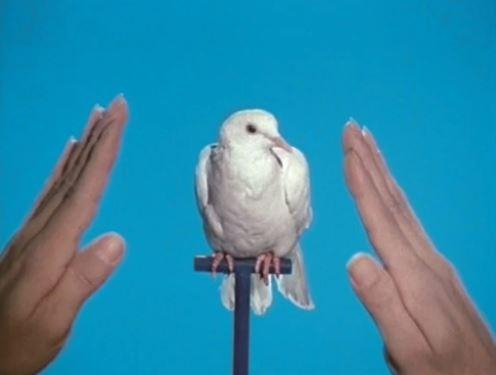 Jack Goldstein， 《白鸽》（White Dove），1975。图片：© The Estate of Jack Goldstein；Collection Stedelijk Museum Amsterdam，donation Thomas Borgmann，Berlin