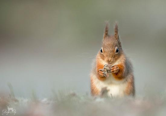 7、“Red Squirrel”，Gladys Klip