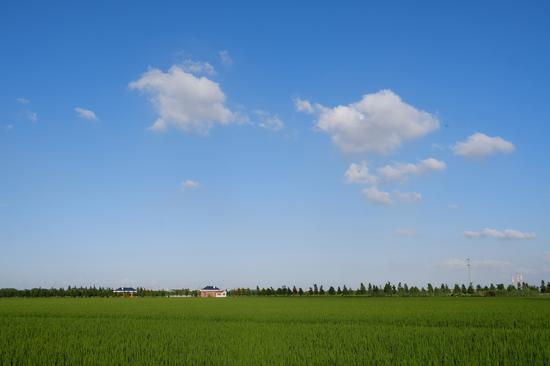 宝山罗泾水源涵养林稻田
