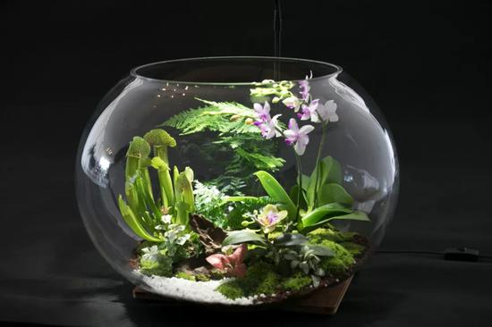 盆栽艺术
