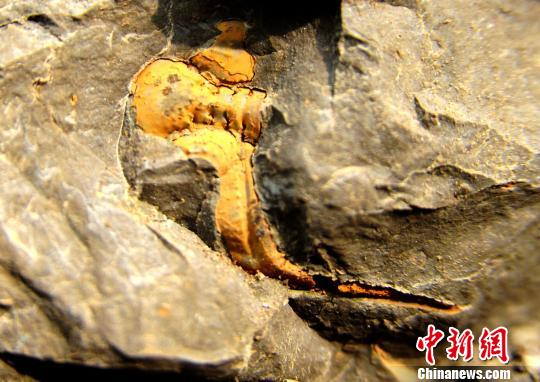 图为三叶虫化石。　陈碧生 摄