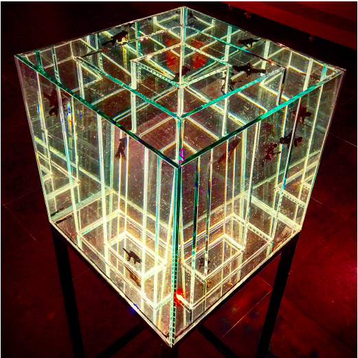 吴博《十四天的生命》玻璃、黑龙精金鱼、水，55cmx55cmx145cm，2016
