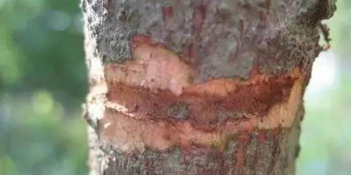 檀香木的鉴别与养护 手机新浪网 檀香木的鉴别与养护 手机新浪网