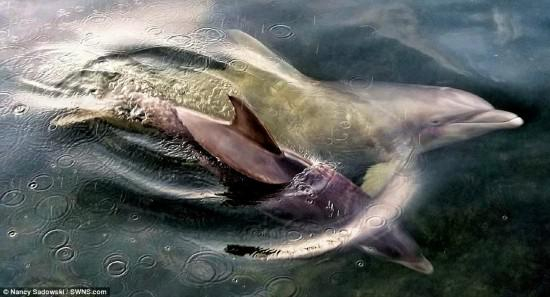 南希·萨达斯基在前往佛罗里达的路上，捕捉到了一对正在游泳的海豚夫妇