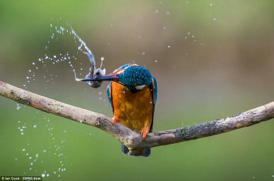 英国厨师伊恩·库克因其拍摄的翠鸟捕食的照片也深受人们的喜爱。
