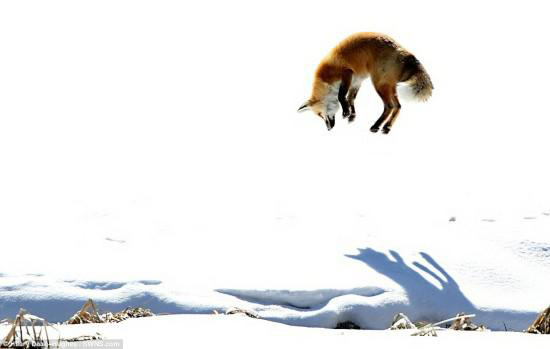 来自汉普郡的前芭蕾舞女教师希拉里·德安·休斯在黄石国家公园的雪地上，成功地拍下了一只在雪地里跳芭蕾舞的狐狸的照片。