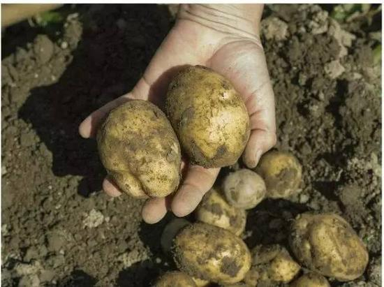 皮薄、个小、黄心、粉糯、味香