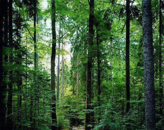 Paradise 19 Bavarian Forest 《天堂之十九 巴伐利亚森林》 Thomas Struth 托马斯·施特鲁特