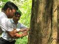 红豆杉濒危20年之二：江西盗伐判44人 树王险被砍